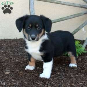 Moxie, Miniature Australian Shepherd Mix Puppy