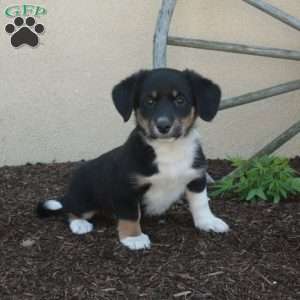 Moxie, Miniature Australian Shepherd Mix Puppy
