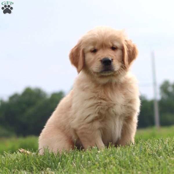 Mt. Dew, Golden Retriever Puppy