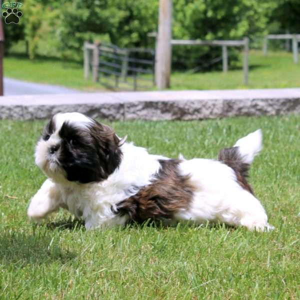 Muff, Shih Tzu Puppy