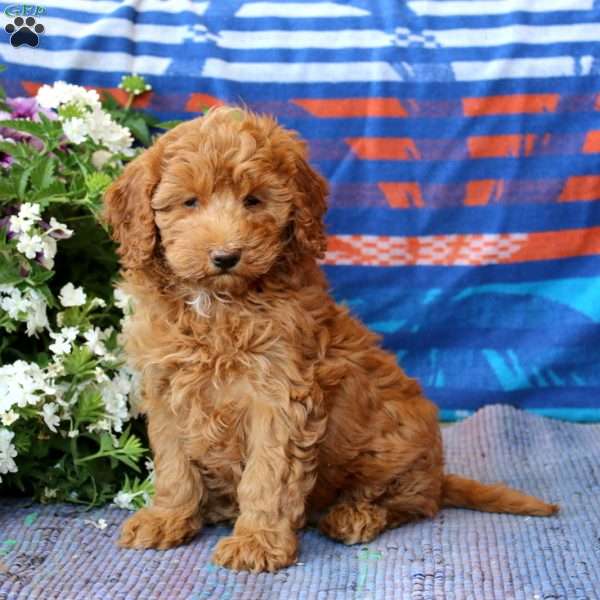 Muff, Mini Goldendoodle Puppy