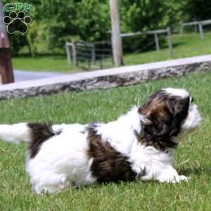Muff, Shih Tzu Puppy