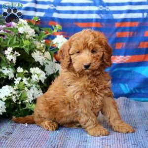 Muff, Mini Goldendoodle Puppy