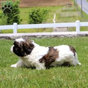 Muff, Shih Tzu Puppy