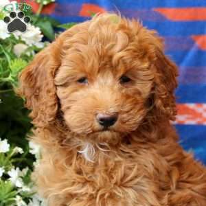 Muff, Mini Goldendoodle Puppy