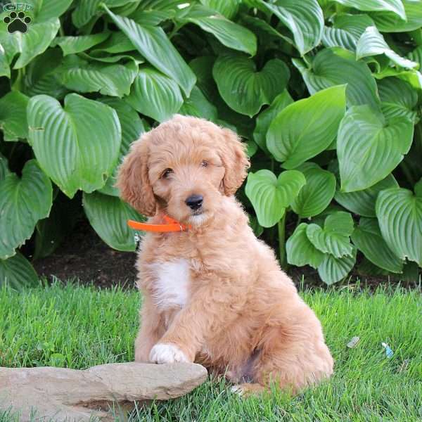 Murphy, Cockapoo Puppy