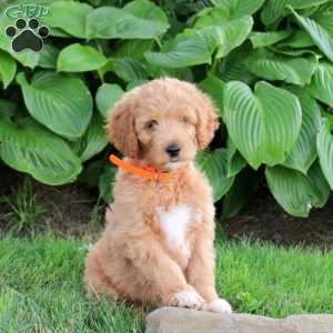 Murphy, Cockapoo Puppy
