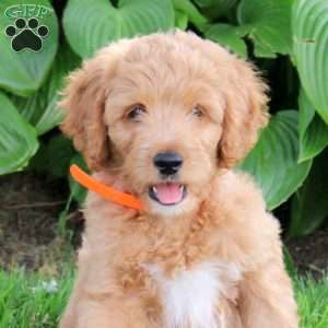 Murphy, Cockapoo Puppy