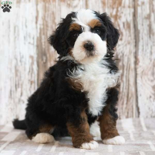 Mustafa, Mini Bernedoodle Puppy