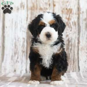 Mustafa, Mini Bernedoodle Puppy