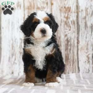 Mustafa, Mini Bernedoodle Puppy