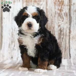 Mustafa, Mini Bernedoodle Puppy