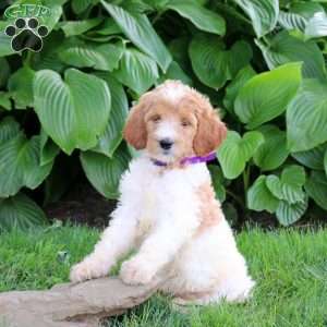 Nikki, Goldendoodle Puppy