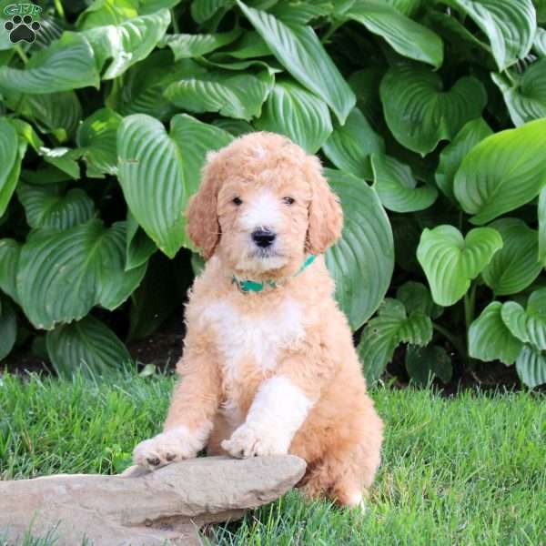 Nacho, Goldendoodle Puppy