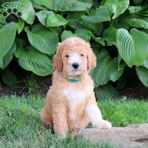 Nacho, Goldendoodle Puppy