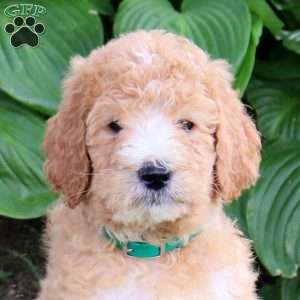 Nacho, Goldendoodle Puppy