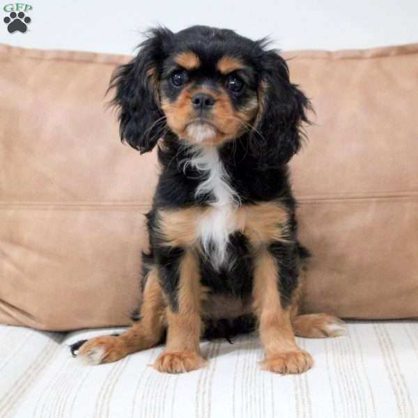 Nala, Cavalier King Charles Spaniel Puppy