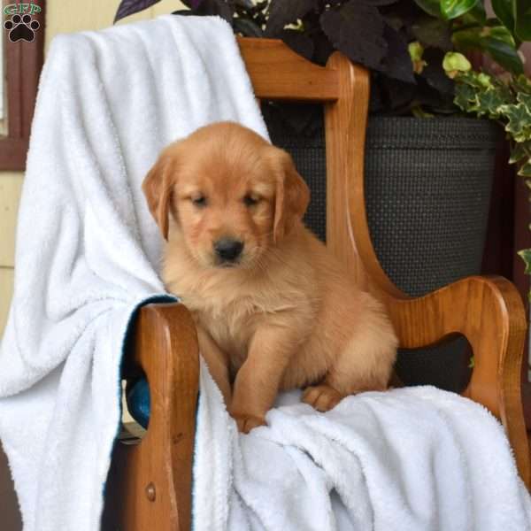 Nala, Golden Retriever Puppy