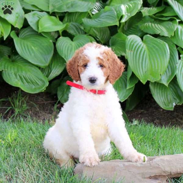 Nala, Goldendoodle Puppy
