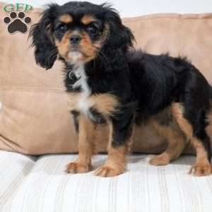 Nala, Cavalier King Charles Spaniel Puppy