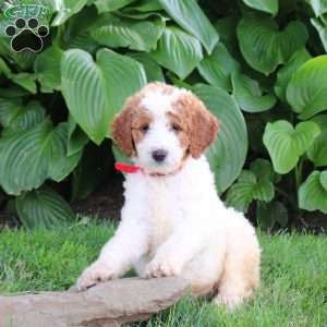 Nala, Goldendoodle Puppy