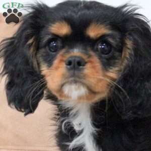 Nala, Cavalier King Charles Spaniel Puppy