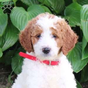Nala, Goldendoodle Puppy