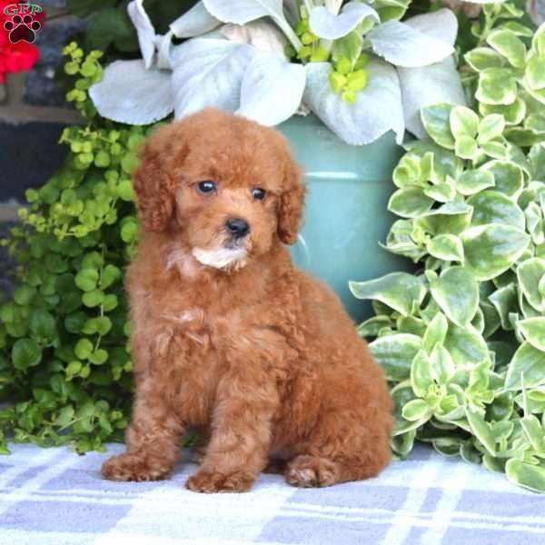Nancy, Miniature Poodle Puppy