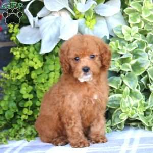 Nancy, Miniature Poodle Puppy