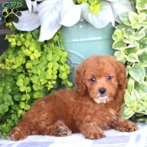 Nancy, Miniature Poodle Puppy