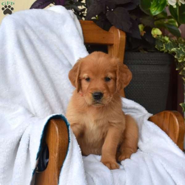 Nash, Golden Retriever Puppy