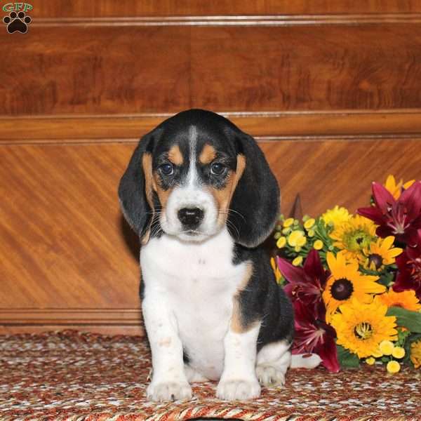 Natalie, Beagle Puppy