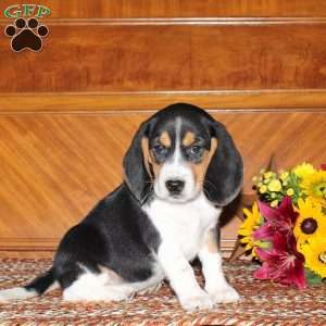 Natalie, Beagle Puppy