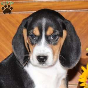 Natalie, Beagle Puppy