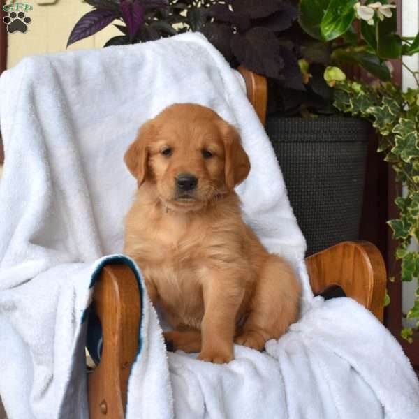 Natasha, Golden Retriever Puppy