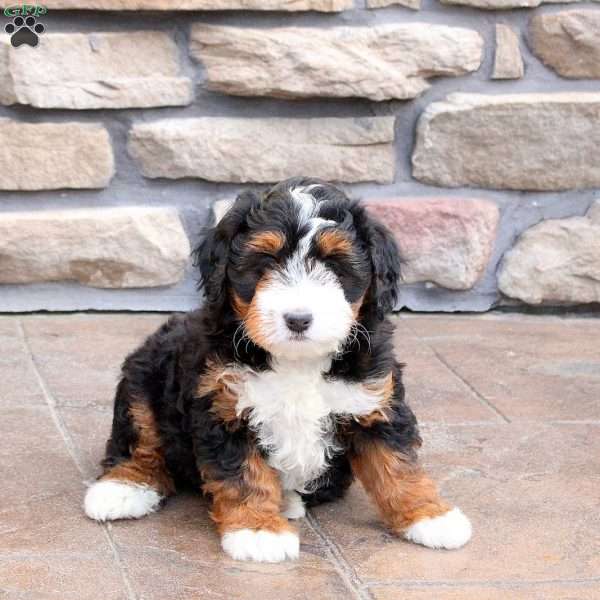 Natasha, Mini Bernedoodle Puppy