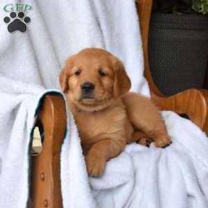 Natasha, Golden Retriever Puppy