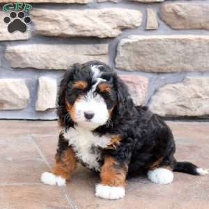 Natasha, Mini Bernedoodle Puppy
