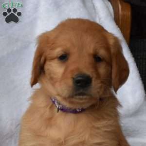 Natasha, Golden Retriever Puppy