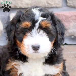 Natasha, Mini Bernedoodle Puppy