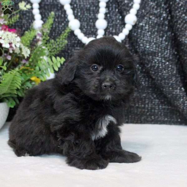 Nate, Shih Tzu Mix Puppy