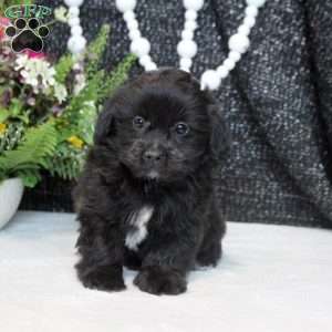 Nate, Shih Tzu Mix Puppy