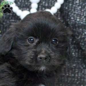 Nate, Shih Tzu Mix Puppy