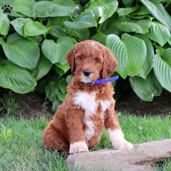 Nathan, Goldendoodle Puppy