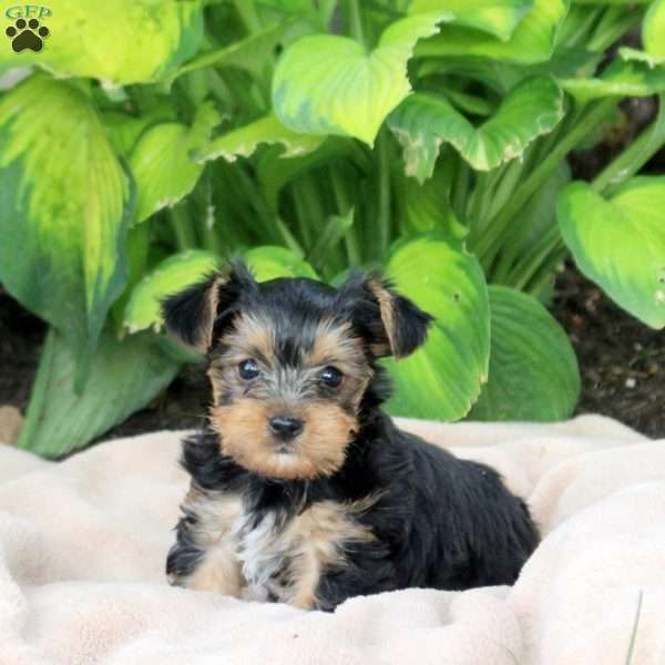 Nathan, Yorkie Puppy