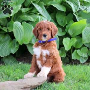 Nathan, Goldendoodle Puppy