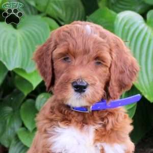 Nathan, Goldendoodle Puppy
