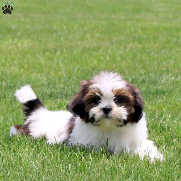 Navea, Shih Tzu Puppy