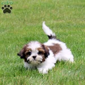 Navea, Shih Tzu Puppy