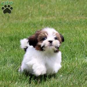 Navea, Shih Tzu Puppy
